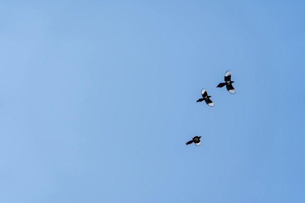 Explorez le pouvoir des exercices de Kegel pour prévenir l'incontinence urinaire féminine : le guide incontournable